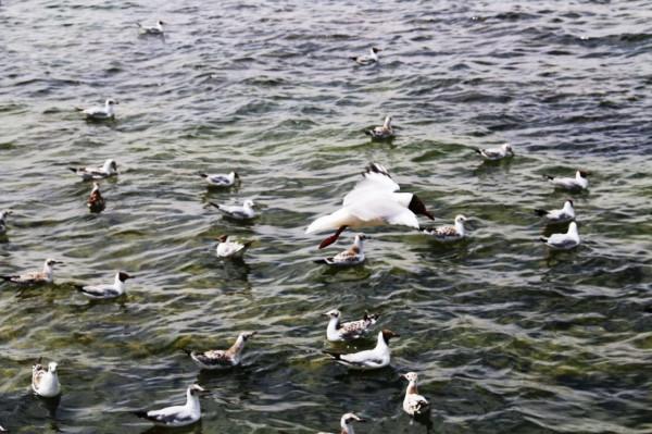 西臺吉乃爾雙色鴨湖（鳥類天堂）