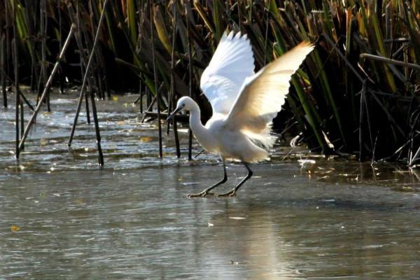 崇明有一群“冰上精靈”