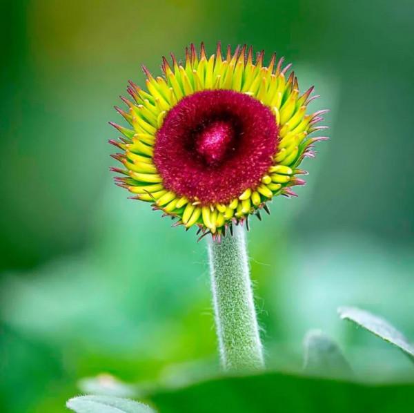 扶郎花一一非洲菊