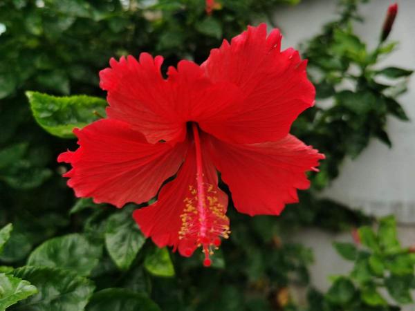 8種花紅得像火,一看就特吉祥,養家裡紅紅火火真喜慶 8種花紅得像火,一看就特吉祥,養家裡紅紅火火真喜慶