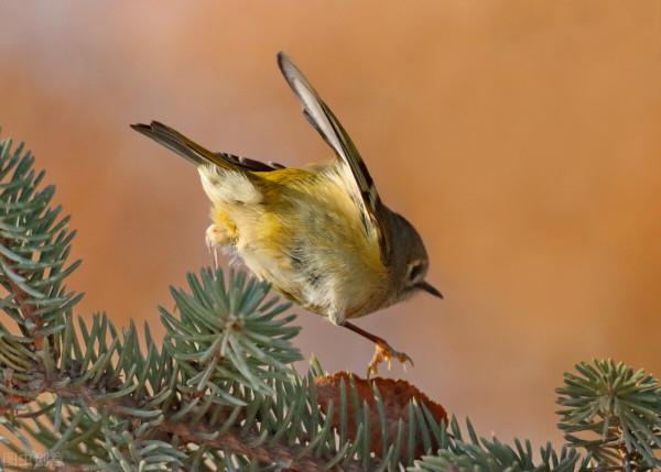 全世界60個國家的珍稀國寶