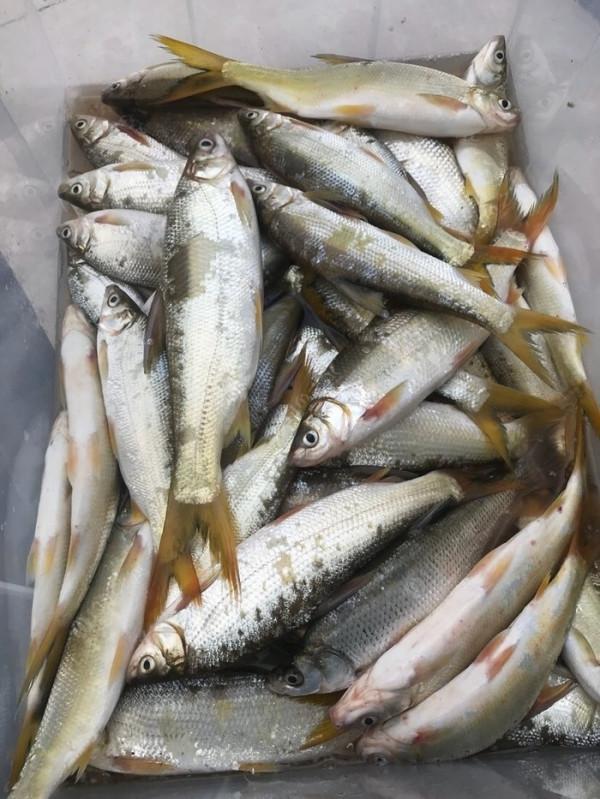 垂釣黃尾有訣竅，掌握技巧才會上鉤多多