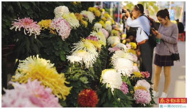 遊園賞花 品味舌尖上的菊城