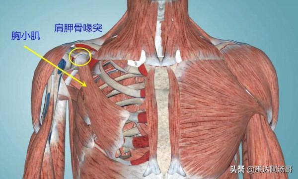 關於如何開肩適應後彎的一點思考