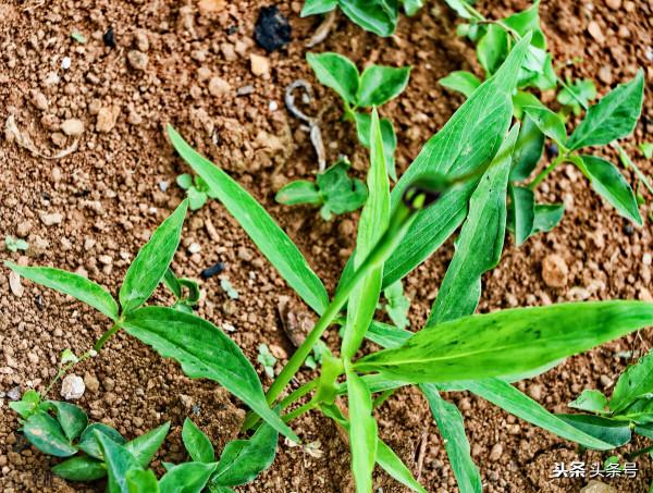 農村常見中藥之半夏 農村常見中藥之半夏
