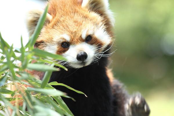 41、你見過紅色的小熊貓嗎？（雙語科普）