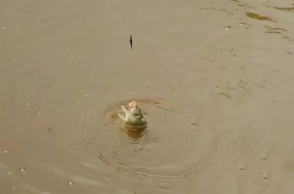 冬天鯽魚進窩慢,怎麼才能讓鯽魚快速進窩?看看我說的這幾點 冬天鯽魚進窩慢,怎麼才能讓鯽魚快速進窩?看看我說的這幾點