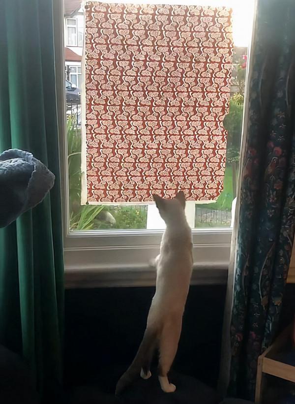 野生狐狸看中寵物貓,三天兩頭帶禮物上門:大家交個朋友唄 野生狐狸看中寵物貓,三天兩頭帶禮物上門:大家交個朋友唄