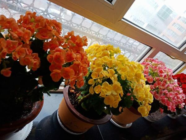 7種“吉利花”，客廳養最適合，常年不見光，也能花不斷