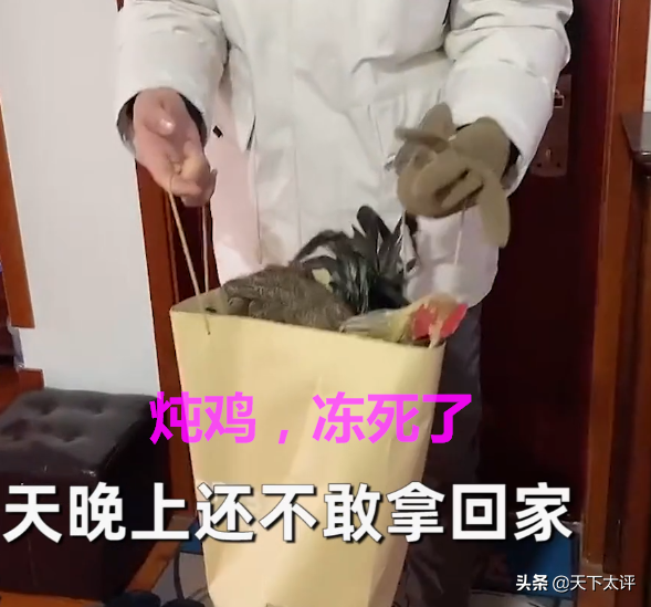 沒有房子的愛情！兩隻雞路邊“談戀愛”被凍僵，網友帶回家燉蘑菇