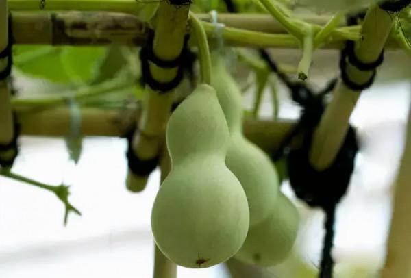 盤了15年的小葫蘆！我算是開眼了