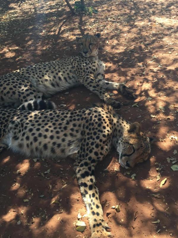 非洲尚比亞的旅居生活七 非洲尚比亞的旅居生活七