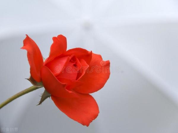 十二月花神 十二月花神