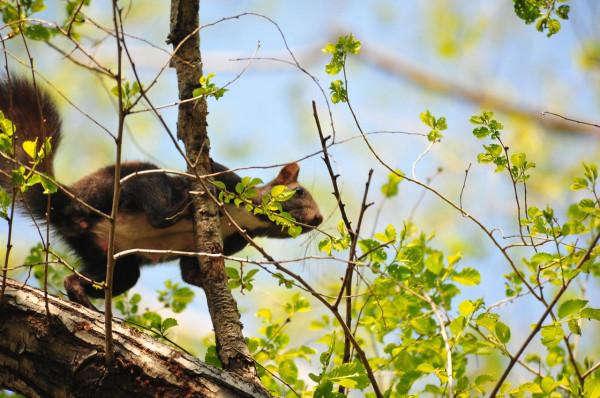可可愛愛，萌松鼠正在等待拍攝