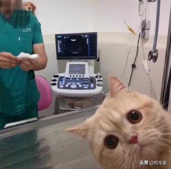 小姐姐花15萬買臺釣魚佬用過的日產途達，網友：反差感太強了