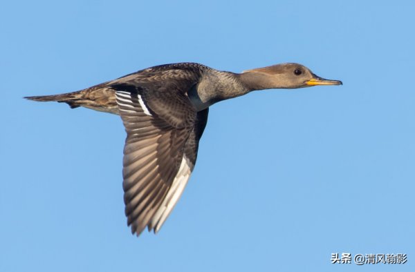 來自美洲的秋沙鴨，漂亮的羽冠