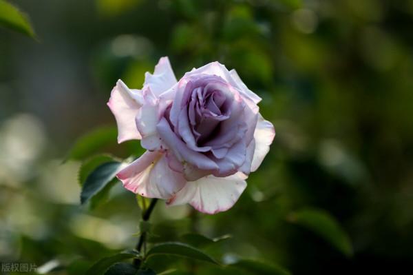 想讓月季筍芽快速長大，3個方法“特殊照顧”，一個月就能成熟