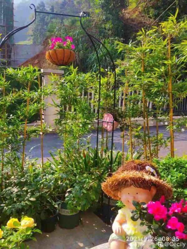 帶著父母回農村，把老院子種滿花，過簡單生活