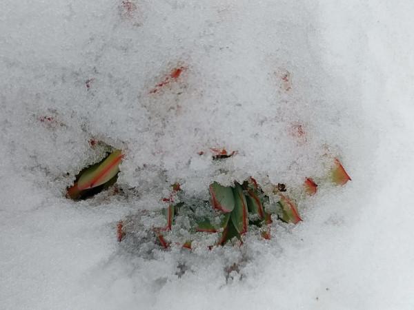 大雪過後多肉露出了美麗的頭 大雪過後多肉露出了美麗的頭