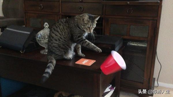 正在努力瞭解您的貓的行為嗎？這是你需要知道的