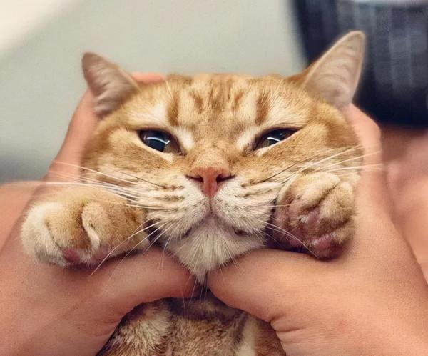 6年前打工養活病重貓,6年後患憂慮症,想不開被它救回,漸痊癒 6年前打工養活病重貓,6年後患憂慮症,想不開被它救回,漸痊癒