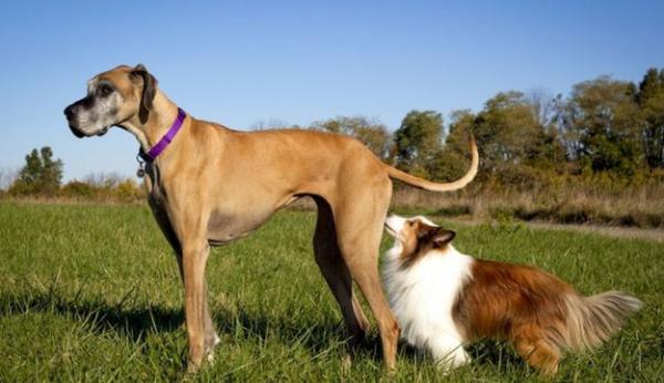 狗狗為啥喜歡聞屁股?真不是“變態”,原因是這幾點 狗狗為啥喜歡聞屁股?真不是“變態”,原因是這幾點