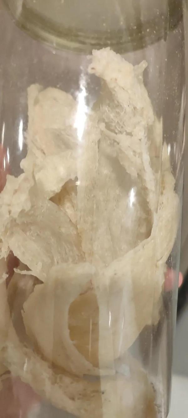 孕期吃燕窩真的有用？