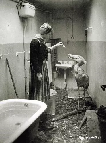 沒救了，燉了吧：二戰中的德國柏林動物園