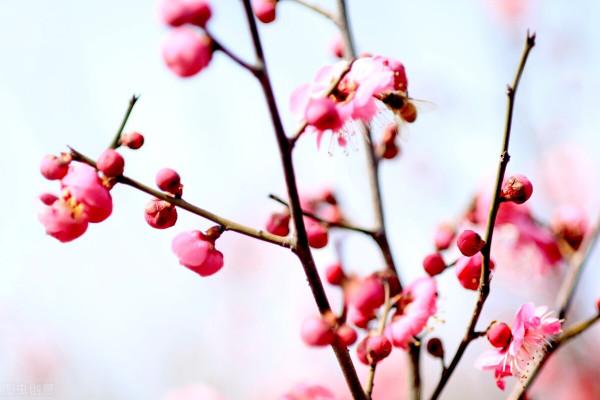 7種花餓了一個夏天,秋天好好補補,才能又美又壯 7種花餓了一個夏天,秋天好好補補,才能又美又壯
