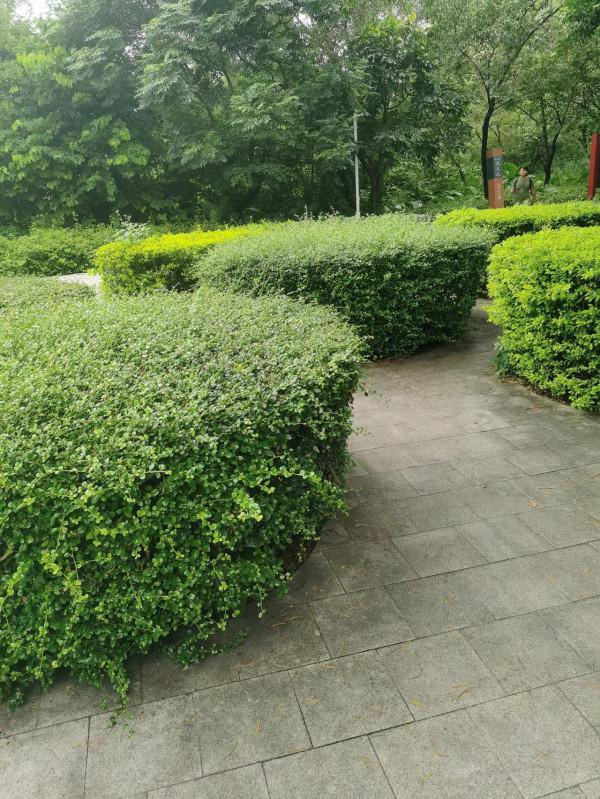 公元某年某月某日某山半日遊