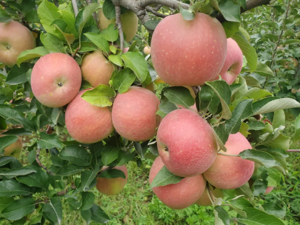 谷山味道▐ 厲害了!糧倉宴亮相央視,揭秘豪橫美食!果蔬採摘節強勢來襲! 谷山味道▐ 厲害了!糧倉宴亮相央視,揭秘豪橫美食!果蔬採摘節強勢來襲!
