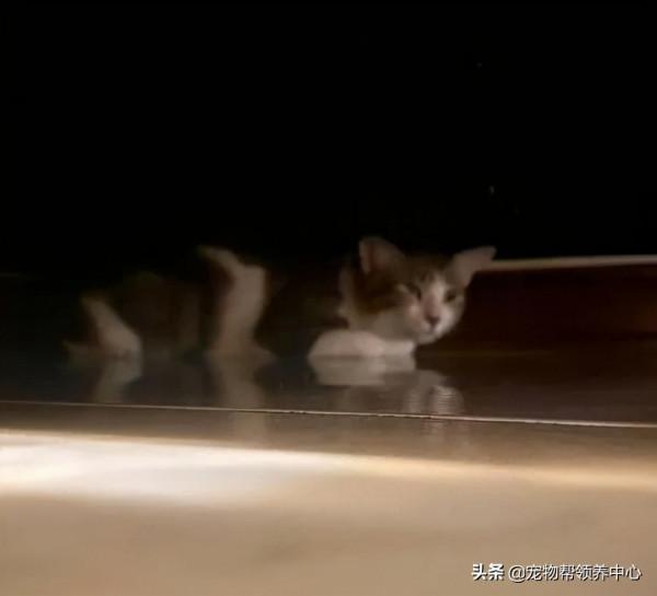 貓咪遭虐,眾人氣憤,但結局大快人心,施暴者受到了應有的懲罰 貓咪遭虐,眾人氣憤,但結局大快人心,施暴者受到了應有的懲罰