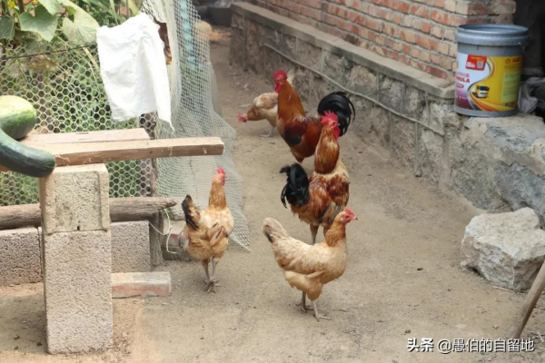 中秋節來臨,我又想起三十多年前走親戚的事 中秋節來臨,我又想起三十多年前走親戚的事