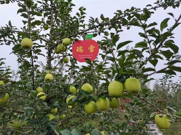 6個蘋果新品種被熱炒，價格一個比一個高，是金子還是沙子？