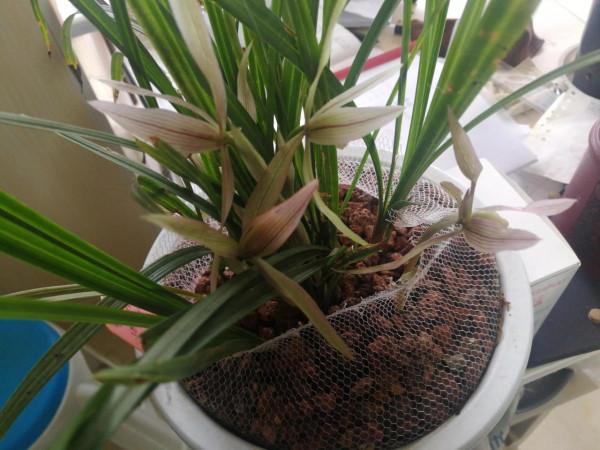 普草朵香開的旺