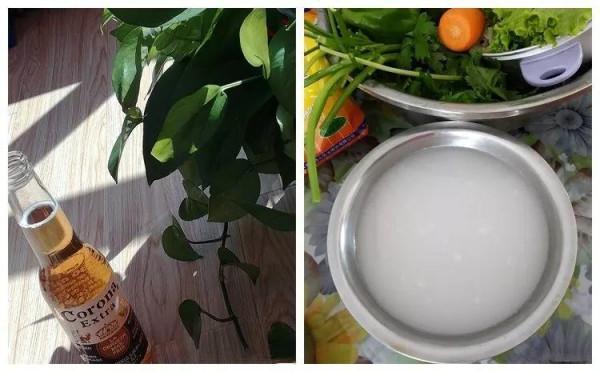 淘米水加點料,沒有異味,肥效能翻10倍,養啥花都旺 淘米水加點料,沒有異味,肥效能翻10倍,養啥花都旺