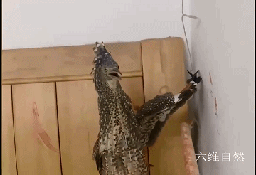 廣西一隻怪鳥飛入女子家，遇到人驅趕，立即翅膀撐牆炸毛帥氣反擊