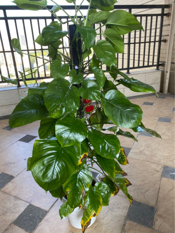 不用花錢買的3種花，去鄰居家剪個枝，插在土裡就能活