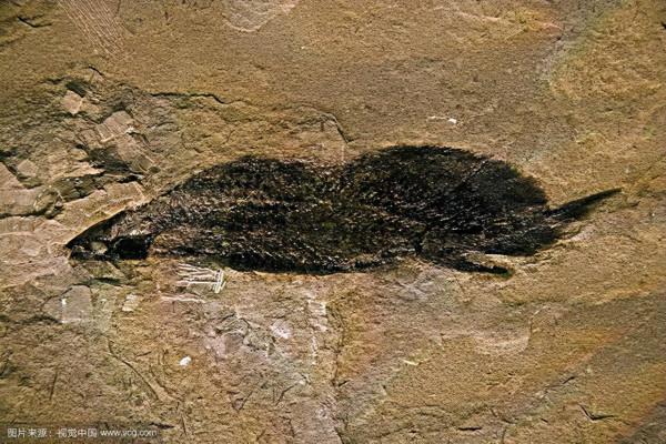 泥盆紀含肺魚是肺魚?|地球簡史系列15 泥盆紀含肺魚是肺魚?|地球簡史系列15