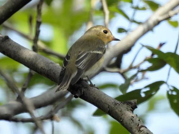一日遇三“鶲”拍鳥逢幸事