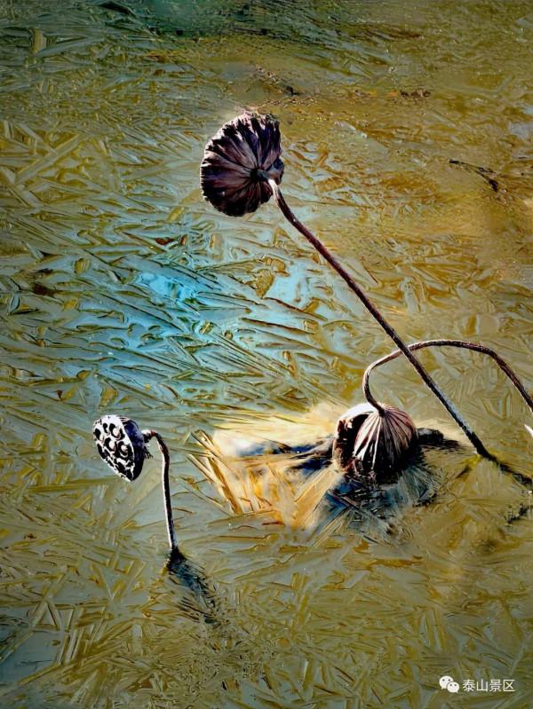 泰山腳下賞殘荷之美