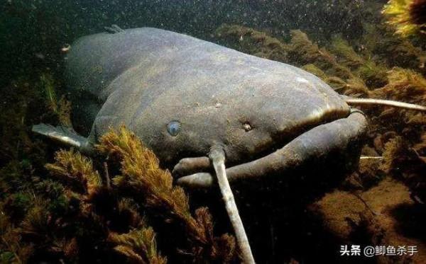 君威君臣：&OpenCurlyDoubleQuote;聯想&rdquo;釣魚人福音快到了，從允許開捕，到允許開釣