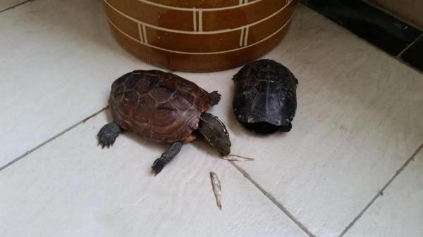 我有一隻養了12年的龜