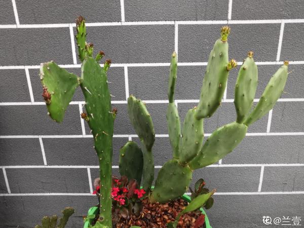 10種花,秋天種下正合適,錯過了要再等一年 10種花,秋天種下正合適,錯過了要再等一年