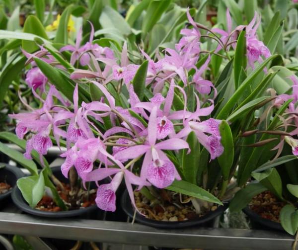 家中養什麼花?別錯過“這5種”,四季賞花,四季常青,淨化空氣 家中養什麼花?別錯過“這5種”,四季賞花,四季常青,淨化空氣