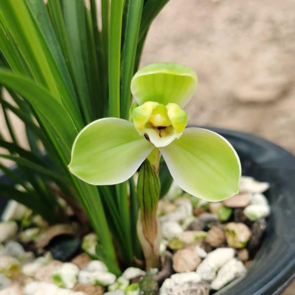 “18種”勤花勤苗的蘭花，價格不貴好養活，香味濃郁開品漂亮