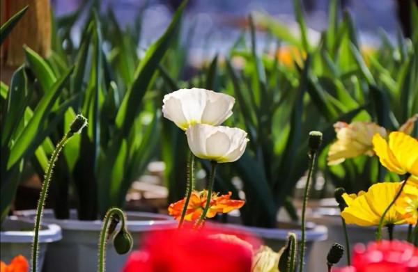 童話故事裡一個獨特地方——彌勒東風韻