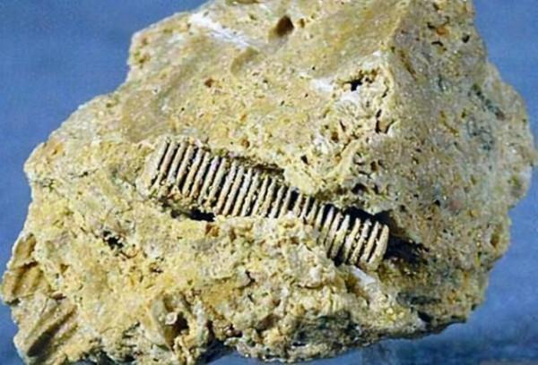 3億年前的&OpenCurlyDoubleQuote;螺絲&rdquo;鑲嵌在石塊中，就此揭開一個史前的巔峰時代