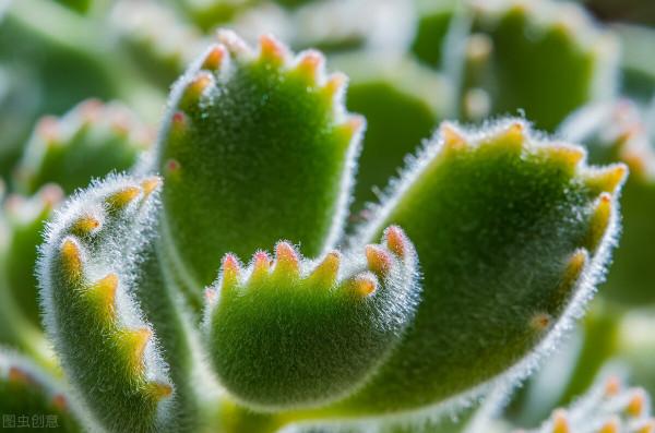 有趣的綠植，像是長了滿盆小動物，超可愛