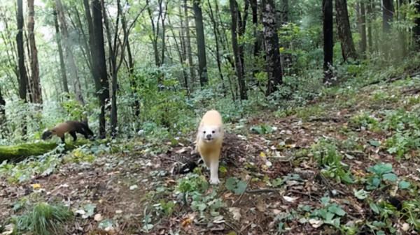 罕見!東北虎豹國家公園發現多種變異色型黃喉貂 研究價值有多高? 罕見!東北虎豹國家公園發現多種變異色型黃喉貂 研究價值有多高?